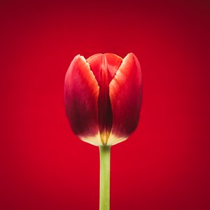 Portrét zvláštního červeného tulipánu na červeném pozadí