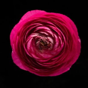 Ranunculus No. 01, 2020 (foto)