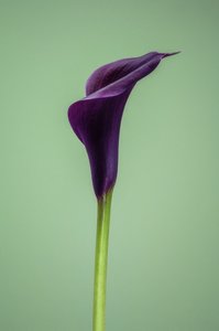 Jediná fialová lilie Calla Lily, 2021 (foto)