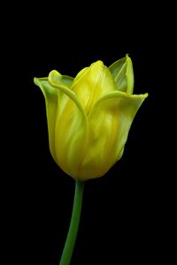 Žlutý tulipán č. 02, 2021 (foto)