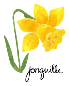 Ilustrace žlutého narcisu od Susan Black