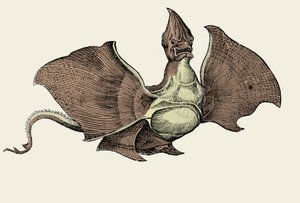 Fantastická mořská příšera, ilustrace z 