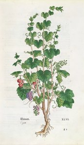 Botanická deska vinné révy (Vitis Vinifera) z De Historia Stirpium od Leonarda Fuchse (1501-66) 1543 od Swiss School