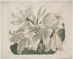 Zobrazen botanický časopis nebo květinová zahrada: White Cape - Coast Lily, 1806. od Sydenham Teast Edwards