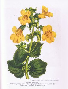 Monkey Flower, Nature in Britain, vydáno nakladatelstvím Collins 1946 (barevná litografie) od Sydenham Teast (after) Edwards