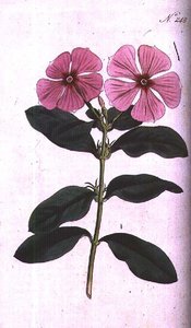 Barvínek (Vinca rosea madagascar), deska 248 od Williama Curtise 
