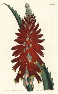 Aloe tree - úzkolistý meč aloe, Aloe arborescens. Ručně kolorovaná mědirytina F. Sansom Jr. podle ilustrace Sydenhama Edwardse z William Curtis