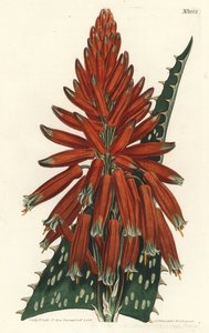 Aloe macula - mýdlo nebo zebra aloe, Aloe maculata (aloe skvrnitá, Aloe picta). Ručně kolorovaná mědirytina F. Sansom Jr. podle ilustrace Sydenhama Edwardse z William Curtis