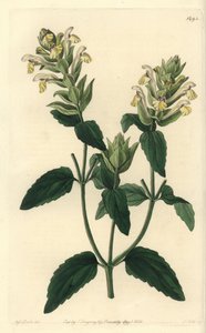 Scutellaria alpská - hlaváček alpský, Scutellaria alpina (Alpine scutellaria, chmelověkvětá odrůda, Scutellaria alpina var. lupulina). Ručně kolorovaná mědirytina od S. Wattse podle ilustrace slečny Sarah Drakeové z Sydenham Edwards