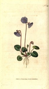 Soldanella alpská - Soldanella alpská, Soldanella alpina. Ručně kolorovaná mědirytina podle botanické ilustrace Jamese Sowerbyho z The Botanical Magazine Williama Curtise, Lambeth Marsh, Londýn od Sydenham Teast Edwards