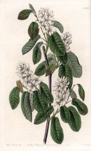 Amelanchier s olšovými listy nebo květovanou aronií - Talíř vyrytý S. Wattsem, z ilustrace Sarah Anne Drake (1803-1857), z Botanického registru Sydenham Edwards (1768-1819), Anglie od Sydenham Teast Edwards