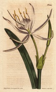Americký pancratium má vonné bílé květy. Americké pancratium s bílými vonnými květy. Pancratium rotatum. Ručně kolorovaná mědirytina z botanické ilustrace Sydenhama Edwardse z „”” Botanical Magazine””” Williama Curtise 1790-1800. od Sydenham Teast Edwards