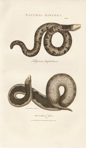 Amphisbaena a Javan Wart Snake od Sydenham Teast Edwards