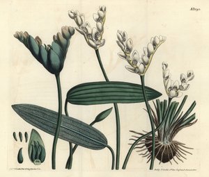 Aponogeton vonný - Cap-jehličnan, Aponogeton distachyos (Aponogeton vidličnatý, Aponogeton distachyon). Ručně kolorovaná mědirytina F. Sansom Jr. podle ilustrace Sydenhama Edwardse z botanického časopisu Williama Curtise, T. Curtis, od Sydenham Teast Edwards