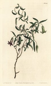 Bobule jabloně nebo kulečník proměnlivý květovaný, Billardiera mutabilis - Ručně kolorovaná mědirytina F. Sansom Jr. podle ilustrace Sydenhama Edwardse z William Curtis