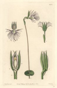 Orchidej Araignee, původem z Jižní Afriky - Silná voda od S. Wattse z ilustrace Sarah Anne Drake (1803-1857), z Botanického rejstříku od Sydenham Teast Edwards