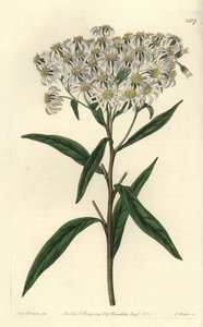 Aster a umbellata - hvězdnice ploskoplochá, Doellingeria umbellata (hvězdnice mandloňolistá, hvězdnice amygdalinus). Ručně kolorovaná mědirytina od S. Wattse podle ilustrace slečny Sarah Drakeové z botanického registru Sydenhama Edwardse, Ridgeway, Londýn od Sydenham Teast Edwards