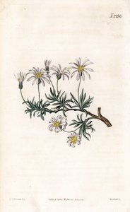 Aster acre - Hvězdnice keřová, Felicia fruticosa (starwort keřovitý, Aster fruticulosus). Ručně kolorovaná mědirytina od Weddella po ilustraci Sydenhama Edwardse z “”” Botanical Magazine,”” London Samuela Curtise od Sydenham Teast Edwards