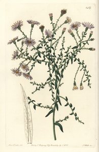 Aster variete - hvězdnice newyorská, Symphyotrichum dumosum (hvězdnice coris-listá, Aster coridifolius). Ručně kolorovaná mědirytina od S. Wattse podle ilustrace Sarah Drake z botanického registru Sydenhama Edwardse, Ridgeway, Londýn od Sydenham Teast Edwards