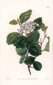 Aubepin nebo bílý trn, původem ze Severní Ameriky - vyryl S. Watts, z ilustrace Sarah Anne Drake (1803-1857), z Botanického registru Sydenham Edwards (1768-1819), Anglie od Sydenham Teast Edwards