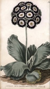 Boltec nebo medvědí ucho. Barevná mědirytina, ilustrace Sydenham Edwards (1768-1819) pro Conference of Botanical, Botanická zahrada Lambeth (Anglie) od Sydenham Teast Edwards