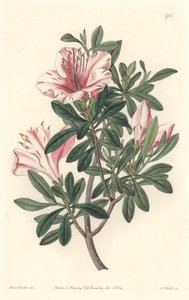 Azalee of Florists - S. Watts Strong Water z ilustrace Sarah Anne Drake (1803-1857), z botanického registru od Sydenham Teast Edwards