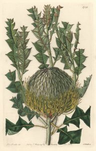 Banksia speciosa, původem z Austrálie - S. Watts silná voda z ilustrace Sarah Anne Drake (1803-1857), z Botanického registru od Sydenham Teast Edwards