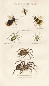 Včely, mšice a pavouci od Sydenham Teast Edwards