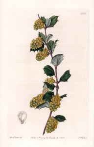 Berberis - Talíř vyrytý S. Wattsem, z ilustrace Sarah Anne Drake (1803-1857), z Botanického registru Sydenham Edwards (1768-1819), Anglie od Sydenham Teast Edwards