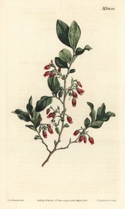Černý huckleberry, Gaylussacia baccata (červenokvětá libavka, Vaccinium resinosum) - Ručně kolorovaná mědirytina F. Sansom Jr. podle ilustrace Sydenhama Edwardse z William Curtis