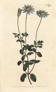 Blue Package, Felicie, Cape Margarita nebo Cape Aster - Modrá sedmikráska, Felicia amelloides (Modrokvetá cineraria nebo Cape aster, Cineraria amelloides) - Ručně kolorovaná mědirytina Sansom podle ilustrace Sydenham Edwards rom William Curtis