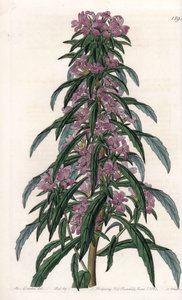 Boisduvalia variete, hustokvětý epilob - Gravírovaná deska od S. Wattse, z ilustrace Sarah Anne Drake (1803-1857), z Botanického registru Sydenham Edwards (1768-1819), Anglie od Sydenham Teast Edwards