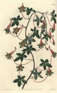 Bolívijský kapucínek - tropaeoleum pětilisté, Tropaeoleum pentaphyllum. Ručně kolorovaná mědirytina od S. Wattse podle ilustrace slečny Sarah Drakeové z botanického registru Sydenhama Edwardse, Ridgeway, Londýn od Sydenham Teast Edwards