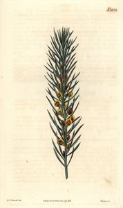 Větev s jehlami, keře Daviesia Aicularis, původem z Austrálie. Ilustrace Sydenham Edwards, rytina Weddell. Eau forte v The Curtis Botanical Magazine od Samuela Curtise od Sydenham Teast Edwards