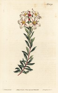 Buchu, Adenandra villosa (Umbel-flowered diosma, Diosma speciosa) - Ručně kolorovaná mědirytina F. Sansom Jr. podle ilustrace Sydenhama Edwardse z William Curtis
