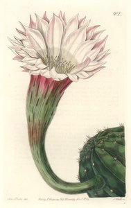 Kaktusový ježek nebo Mojžíšova koule, v květu, původem z Brazílie - Silná voda od S. Wattse z ilustrace Sarah Anne Drake (1803-1857), z Botanického rejstříku od Sydenham Teast Edwards