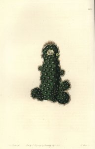 Cactus tenuis (Taper mammillaria, Mammillaria tenuis). Ručně kolorovaná mědirytina od S. Wattse podle ilustrace slečny Sarah Drakeové z botanického registru Sydenhama Edwardse, Ridgeway, Londýn od Sydenham Teast Edwards