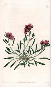 Calandrinia variete, původem z Ameriky - Talíř vyrytý S.Wattsem, z ilustrace Sarah Anne Drake (1803-1857), z Botanického registru Sydenham Edwards (1768-1819), Anglie od Sydenham Teast Edwards