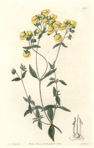 Calceolaire nebo malá pantofle nebo kabelka dámy, původem z Chile - Water forte od S. Wattse z ilustrace Sarah Anne Drake (1803-1857), z botanického registru od Sydenham Teast Edwards