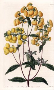 Calceolaire rugosa - Talíř vyrytý S. Wattsem, podle ilustrace Sarah Anne Drake (1803-1857), z Botanického registru Sydenham Edwards (1768-1819), Anglie od Sydenham Teast Edwards