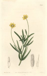 California Platystemon - S. Watts Strong Water z ilustrace Sarah Anne Drake (1803-1857), z botanického registru od Sydenham Teast Edwards