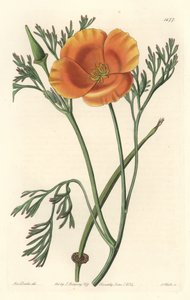 Kalifornský mák nebo americký mák - S. Watts silná voda z ilustrace Sarah Anne Drake (1803-1857), z botanického registru od Sydenham Teast Edwards