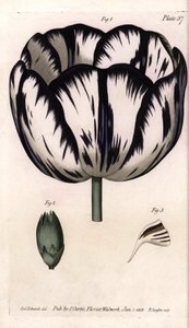 Calisse z tulipánů a karafiátů giroflee nebo karafiátové květinářství. Barevná mědirytina, ilustrace Sydenham Edwards (1768-1819) pro Conference of Botanical, Botanická zahrada Lambeth (Anglie) od Sydenham Teast Edwards