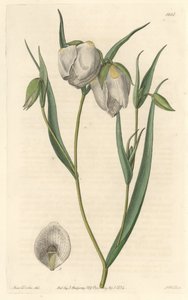 Calochorte (mariposa) nebo bělokvětý cyklobothre, původem z Kalifornie - S. Watts silná voda z ilustrace Sarah Anne Drake (1803-1857), z Botanického registru od Sydenham Teast Edwards