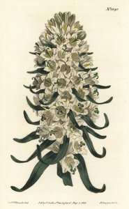 Campanula má krásné květy - zvonek pyrenejský, Campanula speciosa (zvonek dlouhocípý, Campanula thyrsoidea). Ručně kolorovaná mědirytina od F. Sansom Jr. podle ilustrace Sydenhama Edwardse z Botanical Magazine Williama Curtise, od Sydenham Teast Edwards