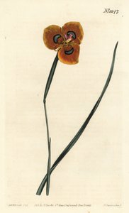 Tulipán kapský - Moraea oranžová, Moraea tulbaghensis (Moraea pavonia). Ručně kolorovaná mědirytina od F. Sansom Jr. podle ilustrace Sydenhama Edwardse z William Curtis