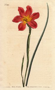 Kapský tulipán, moraea má kvetoucí slámu a růžový losos. Slámově zbarvená stejně květovaná moréa, lososově růžová a žlutá Cape Tulip. Homeria collina (Moraea collina). Ručně kolorovaná mědirytina z botanické ilustrace Sydenhama Edwardse z Willa od Sydenham Teast Edwards