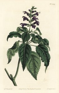 Šalvěj karibská - Salvia lamiifolia (šalvěj fialová, Salvia amoena). Ručně kolorovaná mědirytina od F. Sansom Jr. podle ilustrace Sydenhama Edwardse z William Curtis