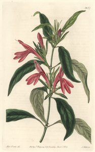 Carmantine, rodák z Brazílie - Water forte od S. Wattse z ilustrace Sarah Anne Drake (1803-1857), z Botanického rejstříku od Sydenham Teast Edwards