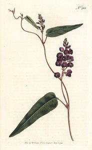 Caulinia bimaculata (Purpurový glycin, Glycine bimaculata). Ručně kolorovaná mědirytina od Sansom podle ilustrace Sydenhama Edwardse z William Curtis